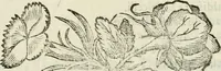 Picture 88 of 88 from Pauli Maccii Emblemata (1628), leaf 340