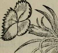 An illustration from Pauli Maccii Emblemata (1628)