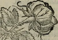 An illustration from Pauli Maccii Emblemata (1628)