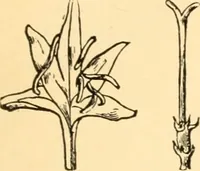 An illustration from The Paul Revere album : containing a complete description of Goss' "Life of Col. Paul Revere," and more than twenty engravings with descriptions of incidents in the life of the hero of the "Midnight ride," April 18, 1775 (1904)