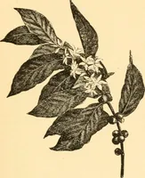 An illustration from The Paul Revere album : containing a complete description of Goss' "Life of Col. Paul Revere," and more than twenty engravings with descriptions of incidents in the life of the hero of the "Midnight ride," April 18, 1775 (1904)