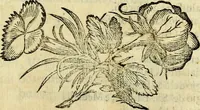 An illustration from Pavli Macii Emblemata .. (1628)