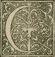 An illustration from P. Bellonii cenomani De arboribus coniferis, resiniferis, aliis quoque nonnullis sempiterna fronde virentibus, cum earundem iconibus ad viuum expressis : item de melle cedrino, cedria, agarico, resinis, & iis quae ex coniferis proficiscuntur (1553)