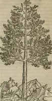 An illustration from P. Bellonii cenomani De arboribus coniferis, resiniferis, aliis quoque nonnullis sempiterna fronde virentibus, cum earundem iconibus ad viuum expressis : item de melle cedrino, cedria, agarico, resinis, & iis quae ex coniferis proficiscuntur (1553)