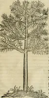 An illustration from P. Bellonii cenomani De arboribus coniferis, resiniferis, aliis quoque nonnullis sempiterna fronde virentibus, cum earundem iconibus ad viuum expressis : item de melle cedrino, cedria, agarico, resinis, & iis quae ex coniferis proficiscuntur (1553)