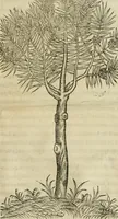An illustration from P. Bellonii cenomani De arboribus coniferis, resiniferis, aliis quoque nonnullis sempiterna fronde virentibus, cum earundem iconibus ad viuum expressis : item de melle cedrino, cedria, agarico, resinis, & iis quae ex coniferis proficiscuntur (1553)