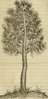 Picture 33 of 38 from P. Bellonii cenomani De arboribus coniferis, resiniferis, aliis quoque nonnullis sempiterna fronde virentibus, cum earundem iconibus ad viuum expressis : item de melle cedrino, cedria, agarico, resinis, & iis quae ex coniferis proficiscuntur (1553), leaf 194
