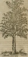 An illustration from P. Bellonii cenomani De arboribus coniferis, resiniferis, aliis quoque nonnullis sempiterna fronde virentibus, cum earundem iconibus ad viuum expressis : item de melle cedrino, cedria, agarico, resinis, & iis quae ex coniferis proficiscuntur (1553)