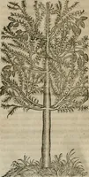 An illustration from P. Bellonii cenomani De arboribus coniferis, resiniferis, aliis quoque nonnullis sempiterna fronde virentibus, cum earundem iconibus ad viuum expressis : item de melle cedrino, cedria, agarico, resinis, & iis quae ex coniferis proficiscuntur (1553)