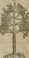 An illustration from P. Bellonii cenomani De arboribus coniferis, resiniferis, aliis quoque nonnullis sempiterna fronde virentibus, cum earundem iconibus ad viuum expressis : item de melle cedrino, cedria, agarico, resinis, & iis quae ex coniferis proficiscuntur (1553)