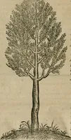 An illustration from P. Bellonii cenomani De arboribus coniferis, resiniferis, aliis quoque nonnullis sempiterna fronde virentibus, cum earundem iconibus ad viuum expressis : item de melle cedrino, cedria, agarico, resinis, & iis quae ex coniferis proficiscuntur (1553)