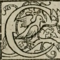 An illustration from P. Bellonii cenomani De arboribus coniferis, resiniferis, aliis quoque nonnullis sempiterna fronde virentibus, cum earundem iconibus ad viuum expressis : item de melle cedrino, cedria, agarico, resinis, & iis quae ex coniferis proficiscuntur (1553)