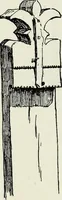 Picture 497 of 580 from Peasant art in Austria and Hungary (1911), leaf 255