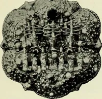 Picture 547 of 580 from Peasant art in Austria and Hungary (1911), leaf 276