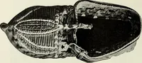 Picture 574 of 580 from Peasant art in Austria and Hungary (1911), leaf 295