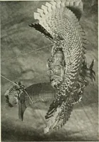 Picture 377 of 408 from Peasant art in Russia (1912), leaf 222