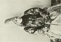 An illustration from Peasant art in Russia (1912)