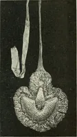 An illustration from Peasant art in Russia (1912)