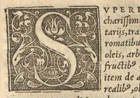 An illustration from Pedanii Dioscoridis Anazarbei De medica materia libri sex, Ioanne Ruellio Suessionensi interprete, nunc primum ab ipso Ruellio recogniti, & suo nitori restituti (1537)