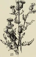 An illustration from Pen drawing and pen draughtsmen : their work and their methods : a study of the art today with technical suggestions (1920)