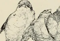 An illustration from Pen drawing and pen draughtsmen : their work and their methods : a study of the art today with technical suggestions (1920)