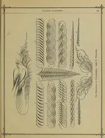 Picture 140 of 186 from The penman's hand-book : for penmen and students, embracing a history of writing ... many complete alphabets ... ; Also, Chapters on teaching penmanship, business letter writing, off-hand flourishing ... etc. (1883), leaf 142