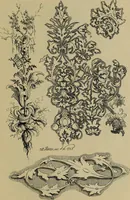 An illustration from The penman's hand-book : for penmen and students, embracing a history of writing ... many complete alphabets ... ; Also, Chapters on teaching penmanship, business letter writing, off-hand flourishing ... etc. (1883)