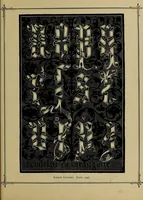 An illustration from The penman's hand-book : for penmen and students, embracing a history of writing ... many complete alphabets ... ; Also, Chapters on teaching penmanship, business letter writing, off-hand flourishing ... etc. (1883)