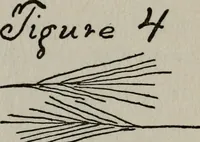 An illustration from Perin's science of palmistry; a complete and authentic treatise (1902)