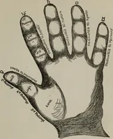 An illustration from Perin's science of palmistry; a complete and authentic treatise (1902)