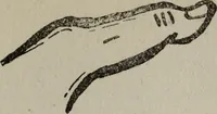 An illustration from Perin's science of palmistry; a complete and authentic treatise (1902)