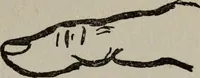 An illustration from Perin's science of palmistry; a complete and authentic treatise (1902)