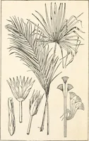 An illustration from Period decoration (1901)