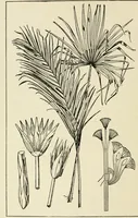 An illustration from Period decoration (1901)