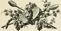 Picture 140 of 144 from Period decoration (1901), leaf 244