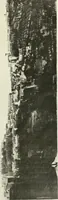 An illustration from Pérouse (1914)