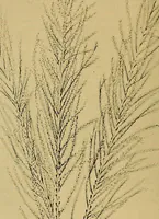Picture 169 of 211 from Persia past and present; a book of travel and research, with more than two hundred illustrations and a map (1906), leaf 625