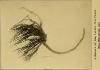 Picture 174 of 211 from Persia past and present; a book of travel and research, with more than two hundred illustrations and a map (1906), leaf 647