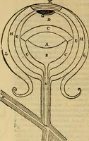 An illustration from Perspectiva commvnis : ideo sic dicta, quod contineat elementa tes optikes, omnibus philosophiæ studiosis necessaria : in hac enim doctrina inchoatæ disputatioes philosophoru, de natura, & proiectione radiorum unisus, luminum, colorum & formarum absoluuntur : in quibus & de speculis tractatur : summa cura & dilgentia emendata, & ab infinitis quibus scatebat mendis repurgata, necnon in quibus deficiebat demõstrationibus restituta (1542)