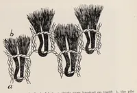 Picture 11 of 14 from Peruvian fabrics (1916), leaf 63