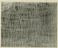 An illustration from Peruvian fabrics (1916)