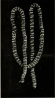 An illustration from Peruvian fabrics (1916)