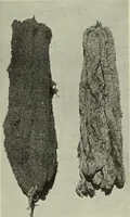An illustration from Peruvian fabrics (1916)