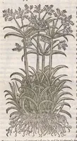 An illustration from Petri Andreae Matthioli ... Commentarii secvndo avcti, in libros sex Pedacii Dioscoridis Anazarbei, de medica materia : adiectis quamplurimis plantarum, & animalium imaginibus, quæ in priore editione non habentur, eodem auctore. His accessit eivsdem Apologia adversvs Amathum Lusitanum (1560)