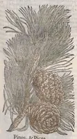Picture 2 of 59 from Petri Andreae Matthioli ... Commentarii secvndo avcti, in libros sex Pedacii Dioscoridis Anazarbei, de medica materia : adiectis quamplurimis plantarum, & animalium imaginibus, quæ in priore editione non habentur, eodem auctore. His accessit eivsdem Apologia adversvs Amathum Lusitanum (1560), leaf 183