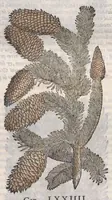 Picture 3 of 59 from Petri Andreae Matthioli ... Commentarii secvndo avcti, in libros sex Pedacii Dioscoridis Anazarbei, de medica materia : adiectis quamplurimis plantarum, & animalium imaginibus, quæ in priore editione non habentur, eodem auctore. His accessit eivsdem Apologia adversvs Amathum Lusitanum (1560), leaf 183