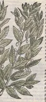 Picture 4 of 59 from Petri Andreae Matthioli ... Commentarii secvndo avcti, in libros sex Pedacii Dioscoridis Anazarbei, de medica materia : adiectis quamplurimis plantarum, & animalium imaginibus, quæ in priore editione non habentur, eodem auctore. His accessit eivsdem Apologia adversvs Amathum Lusitanum (1560), leaf 205