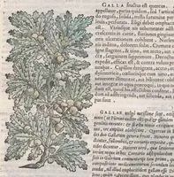 Picture 5 of 59 from Petri Andreae Matthioli ... Commentarii secvndo avcti, in libros sex Pedacii Dioscoridis Anazarbei, de medica materia : adiectis quamplurimis plantarum, & animalium imaginibus, quæ in priore editione non habentur, eodem auctore. His accessit eivsdem Apologia adversvs Amathum Lusitanum (1560), leaf 246
