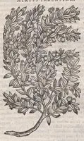 Picture 6 of 59 from Petri Andreae Matthioli ... Commentarii secvndo avcti, in libros sex Pedacii Dioscoridis Anazarbei, de medica materia : adiectis quamplurimis plantarum, & animalium imaginibus, quæ in priore editione non habentur, eodem auctore. His accessit eivsdem Apologia adversvs Amathum Lusitanum (1560), leaf 254