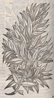 Picture 7 of 59 from Petri Andreae Matthioli ... Commentarii secvndo avcti, in libros sex Pedacii Dioscoridis Anazarbei, de medica materia : adiectis quamplurimis plantarum, & animalium imaginibus, quæ in priore editione non habentur, eodem auctore. His accessit eivsdem Apologia adversvs Amathum Lusitanum (1560), leaf 254